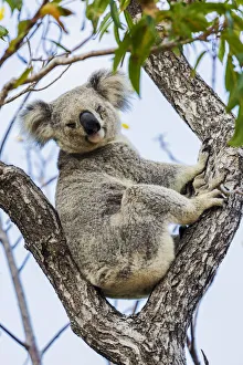 Wild Koala, Magnetic Island. Townsville, Queensland, Australia Wild Koala, Magnetic Island. Townsville, Queensland, Australia