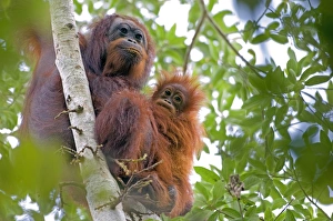 Wild orangutans in arboral settings in rainforest near Sepilok Wild orangutans in arboral settings in rainforest near Sepilok