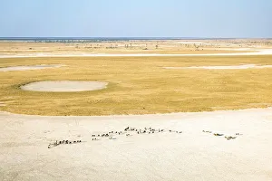 Wildebeest Herd, Makgadikgadi Salt Pans, Botswana Wildebeest Herd, Makgadikgadi Salt Pans, Botswana