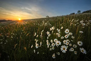 Wildflower meadow with Ox-eye daisy (Leucanthemum vulgare),Hardington Moor NNR, Yeovil Wildflower meadow with Ox-eye daisy (Leucanthemum vulgare),Hardington Moor NNR, Yeovil