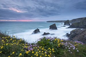 Wildflowers growing on the clifftops above Bedruthan Steps on a stormy evening, Cornwall Wildflowers growing on the clifftops above Bedruthan Steps on a stormy evening, Cornwall