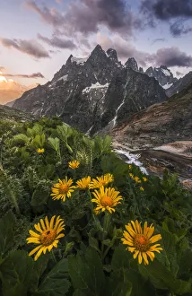 Wildflowers looking towards the Pelvoux mountain at sunset, French Alps, France Wildflowers looking towards the Pelvoux mountain at sunset, French Alps, France