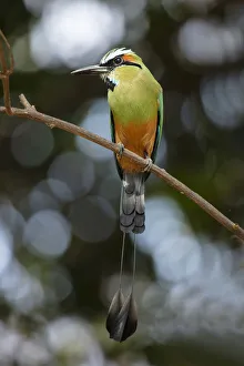 Wildlife, Birds, Turquoise-Browed Motmot (Eumomota superciliosa Wildlife, Birds, Turquoise-Browed Motmot (Eumomota superciliosa