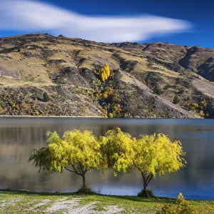 Weeping Willow Gallery: Willow Trees, New Zealand