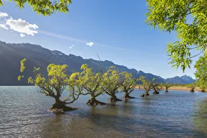 Glenorchy Gallery: Willow trees in the waters of Lake Wakatipu. Glenorchy, Queenstown Lakes district