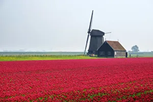 Windmill and red tulip fields in spring near village of Schermerhorn, North Holland Windmill and red tulip fields in spring near village of Schermerhorn, North Holland