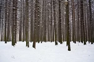 Images Dated 28th January 2006: Winter forest in snow, Moscow, Russia
