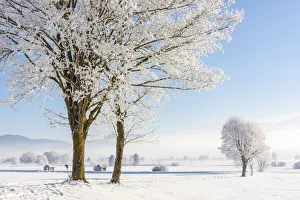 Winter trees at Kochelmoos, Toelzer Land, Upper Bavaria, Alps, Isarwinkel, Upper Bavaria Winter trees at Kochelmoos, Toelzer Land, Upper Bavaria, Alps, Isarwinkel, Upper Bavaria
