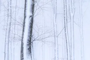 Winter trees in a snowy forest Passo Radici, Italy