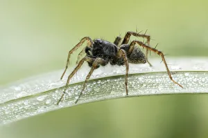 Wolf Spider (Pardosa sp.), Male, on dew-covered grass, Sturminster Newton, Dorset Wolf Spider (Pardosa sp.), Male, on dew-covered grass, Sturminster Newton, Dorset