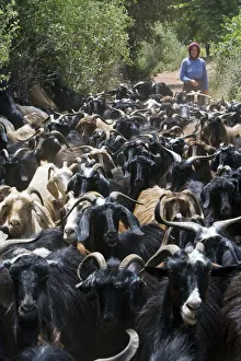 Woman herding goats near Antalya, Mediterranean Coast, Turkey Woman herding goats near Antalya, Mediterranean Coast, Turkey