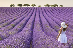 Lavender Fields Print, Valensole, France