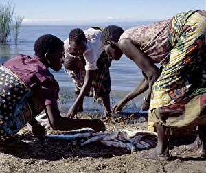 Women divide up a fish catch, Lake Rukwa Women divide up a fish catch, Lake Rukwa