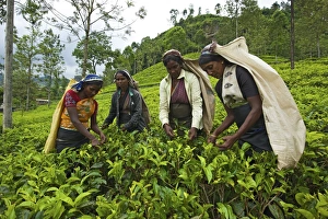 Women harvesting tea, Nuwara Eliya, Sri Lanka Women harvesting tea, Nuwara Eliya, Sri Lanka