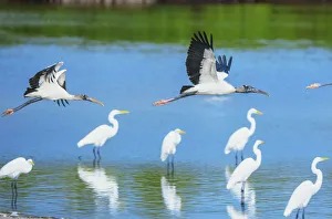 Wood Storks (Mycteria Americana) in flight, Sanibel Island, J.N Wood Storks (Mycteria Americana) in flight, Sanibel Island, J.N