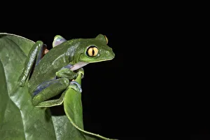 Yellow-eyed leaf frog (agalychnis annae) Costa Rica Yellow-eyed leaf frog (agalychnis annae) Costa Rica
