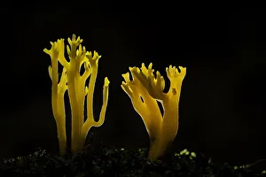 Yellow staghorn fungus (Calocera viscosa), Zakopane, Poland Yellow staghorn fungus (Calocera viscosa), Zakopane, Poland