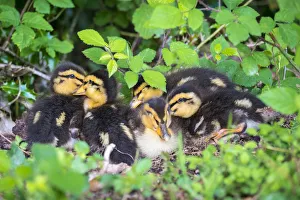 Young baby ducks, ten day old ducklings in the grass, La Creuse, Limousin, France Young baby ducks, ten day old ducklings in the grass, La Creuse, Limousin, France