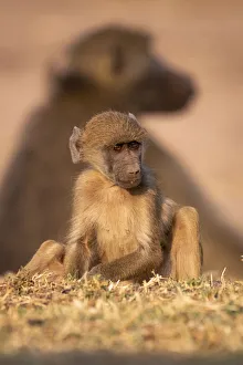 Young Chacma Baboon, Chobe River, Chobe National Park, Botswana Young Chacma Baboon, Chobe River, Chobe National Park, Botswana