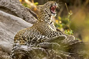 Young leopard on a tree trunk, yawning showing teeth, Serengeti Grumeti Reserve, Tanzania Young leopard on a tree trunk, yawning showing teeth, Serengeti Grumeti Reserve, Tanzania
