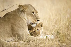 A young lion cub being affectionate with its mother lion, Serengeti Grumeti Reserve A young lion cub being affectionate with its mother lion, Serengeti Grumeti Reserve