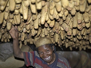 A Zafimaniry woman removes a dried maize cob hanging A Zafimaniry woman removes a dried maize cob hanging
