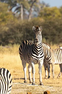 Zebra, Moremi Game Reserve, Okavango Delta, Botswana Zebra, Moremi Game Reserve, Okavango Delta, Botswana