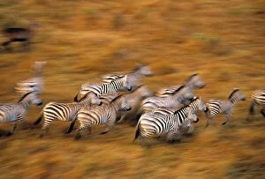 Images Dated 24th October 2014: Zebras, Msai Mara Game Reserve, Kenya