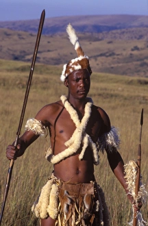 Zulu warrior in traditional dress with fighting Zulu warrior in traditional dress with fighting