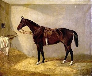 Chestnut Gallery: Portrait of the Horse, Which Belonged to Major Burton at the Balaklava Charge