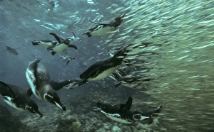 16 Galapagos penguins chasing wall of bait fish, sea lions behind. (Spheniscus mendiculus). Bartolomà Island, Galapagos 16 Galapagos penguins chasing wall of bait fish, sea lions behind. (Spheniscus mendiculus). Bartolomà Island, Galapagos