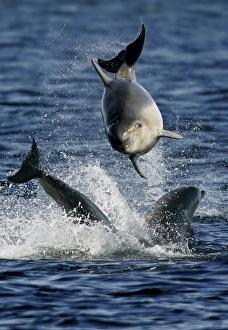 3 young Bottlenose Dolphin calves (Tursiops truncatus) having fun together. Moray Firth, Scotland 3 young Bottlenose Dolphin calves (Tursiops truncatus) having fun together. Moray Firth, Scotland