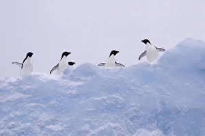 Adelie penguins (Pygoscelis adeliae) on iceberg, near Danco Island, Antarctic Peninsula (RR) Adelie penguins (Pygoscelis adeliae) on iceberg, near Danco Island, Antarctic Peninsula (RR)