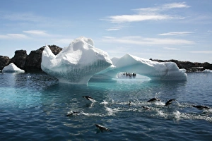 Adleie penguins leaping in front of a beautiful Iceberg at Heroina Island in the Weddell sea, Antarctica Adleie penguins leaping in front of a beautiful Iceberg at Heroina Island in the Weddell sea, Antarctica