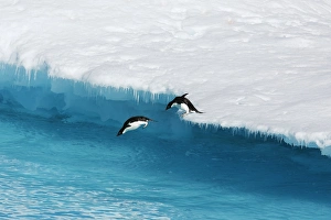 An adult Adelie penguin (Pygoscelis adeliae) pair leaping into the sea from an ice floe in the Weddell Sea, Antarctica An adult Adelie penguin (Pygoscelis adeliae) pair leaping into the sea from an ice floe in the Weddell Sea, Antarctica