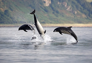 Three adult Bottlenose Dolphins (Tursiops truncatus) breaching together, socialising in the Moray Firth, Scotland Three adult Bottlenose Dolphins (Tursiops truncatus) breaching together, socialising in the Moray Firth, Scotland