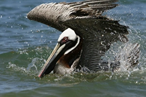 Adult brown pelican (Pelecanus occidentalis) in breeding plumage bathing in seawater Adult brown pelican (Pelecanus occidentalis) in breeding plumage bathing in seawater