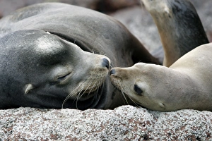 Adult Bull California Sea Lion (Zalophus californianus) with pup on Los Islotes Adult Bull California Sea Lion (Zalophus californianus) with pup on Los Islotes