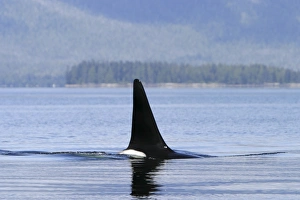 Adult bull Orca - also called Killer Whale - (Orcinus orca Adult bull Orca - also called Killer Whale - (Orcinus orca