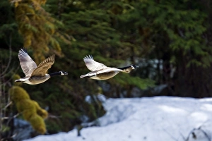 Adult Canada geese (Branta canadensis) in flight in southeast Alaska, USA. Pacific Ocean Adult Canada geese (Branta canadensis) in flight in southeast Alaska, USA. Pacific Ocean