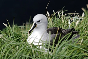 Adult and chick Grey-headed Albatross (Thalassarche chrysostoma Adult and chick Grey-headed Albatross (Thalassarche chrysostoma