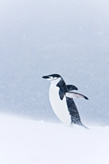 An adult chinstrap penguin (Pygoscelis antarctica) returning to the nest at a breeding colony in a snowstorm on Half An adult chinstrap penguin (Pygoscelis antarctica) returning to the nest at a breeding colony in a snowstorm on Half
