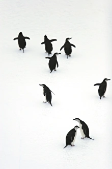 Adult chinstrap penguins (Pygoscelis antarctica) on icebergs in the South Orkney Island Group, Antarctica Adult chinstrap penguins (Pygoscelis antarctica) on icebergs in the South Orkney Island Group, Antarctica