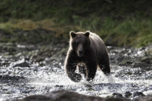 Adult coastal brown bear (Ursus arctos) fishing for salmon in a stream filled with Pink Adult coastal brown bear (Ursus arctos) fishing for salmon in a stream filled with Pink