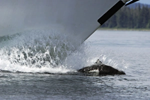 Adult Dalls Porpoise (Phocoenoides dalli) bow riding in Southeast Alaska, USA Adult Dalls Porpoise (Phocoenoides dalli) bow riding in Southeast Alaska, USA