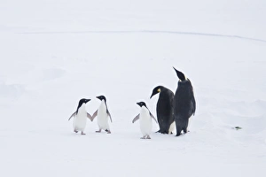 Adult emperor penguin pair (Aptenodytes forsteri) resting on ice floe with three Adelie penguins (Pygoscelis adeliae) Adult emperor penguin pair (Aptenodytes forsteri) resting on ice floe with three Adelie penguins (Pygoscelis adeliae)