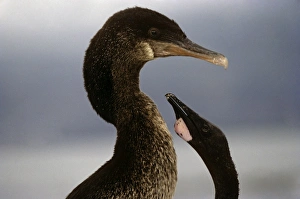 Adult flightless cormorant with begging half grown chick. (Nanopterum harrisi) Adult flightless cormorant with begging half grown chick. (Nanopterum harrisi)