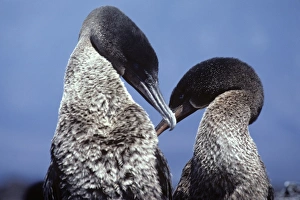 Adult flightless cormorant couple displaying on nest. (Nanopterum harrisi) Adult flightless cormorant couple displaying on nest. (Nanopterum harrisi)