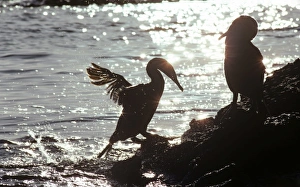 Adult flightless cormorant jumping out of water sparkly water behind Adult flightless cormorant jumping out of water sparkly water behind