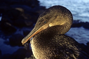 Adult flightless cormorants head with green eye. (Nanopterum harrisi) Adult flightless cormorants head with green eye. (Nanopterum harrisi)
